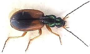 Attēlu rezultāti vaicājumam “Anchomenus dorsalis”