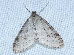 Attēlu rezultāti vaicājumam “Trichopteryx carpinata”