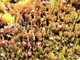 Attēlu rezultāti vaicājumam “Anastrophyllum minutum”