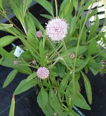 Attēlu rezultāti vaicājumam “Succisa pratensis bud”