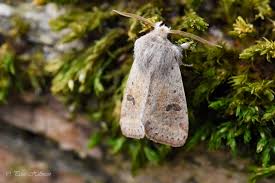 Attēlu rezultāti vaicājumam “Orthosia cruda”