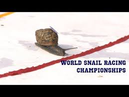 Image result for World Snail Racing Championships