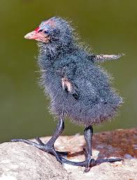 Attēlu rezultāti vaicājumam “Gallinula chloropus juvenile”