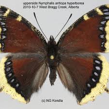 Attēlu rezultāti vaicājumam “Nymphalis antiopa upperside”