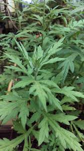 Attēlu rezultāti vaicājumam “Artemisia vulgaris leaf”