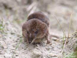 Attēlu rezultāti vaicājumam “Sorex araneus”