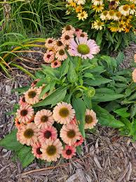 Image result for Echinacea Lustre hybrids