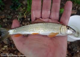 Image result for Moxostoma duquesnei