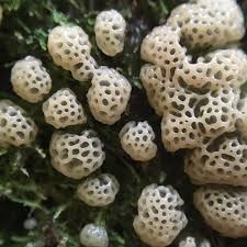 Attēlu rezultāti vaicājumam “Ceratiomyxa porioides spores”