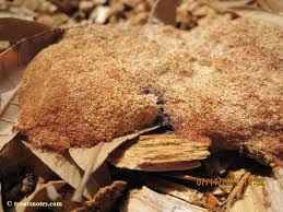 Attēlu rezultāti vaicājumam “Fuligo septica cf. rufa spores”