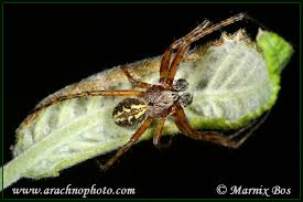 Attēlu rezultāti vaicājumam “Aculepeira ceropegia”