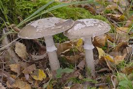 Attēlu rezultāti vaicājumam “Amanita excelsa”