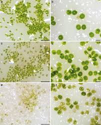 Attēlu rezultāti vaicājumam “Diderma testaceum macro”