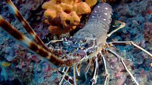 Image result for Palinurus elephas