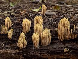 Attēlu rezultāti vaicājumam “Ramaria stricta”