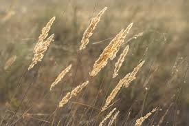 Attēlu rezultāti vaicājumam “Calamagrostis epigeios”