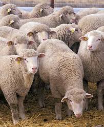 Attēlu rezultāti vaicājumam “Ovis aries juvenile”