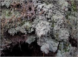 Attēlu rezultāti vaicājumam “Lepraria incana”