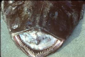 Image result for Lophius americanus