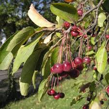 Attēlu rezultāti vaicājumam “Malus baccata fruit”