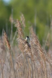 Attēlu rezultāti vaicājumam “Saxicola rubetra adult”