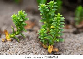 Attēlu rezultāti vaicājumam “Honckenya peploides leaf”