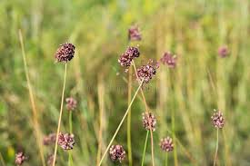 Attēlu rezultāti vaicājumam “Allium scorodoprasum flower”