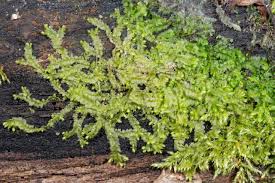 Attēlu rezultāti vaicājumam “Lophocolea minor”