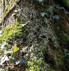 Attēlu rezultāti vaicājumam “Lobaria amplissima”