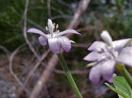 Attēlu rezultāti vaicājumam “Epilobium roseum flower”