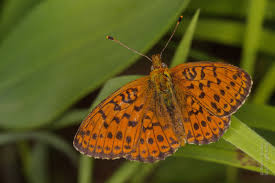 Attēlu rezultāti vaicājumam “Brenthis daphne underside”