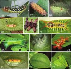 Attēlu rezultāti vaicājumam “Zygaena filipendulae exuvia”