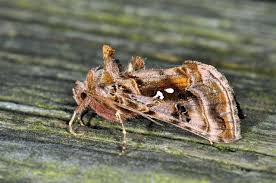 Attēlu rezultāti vaicājumam “Autographa pulchrina”