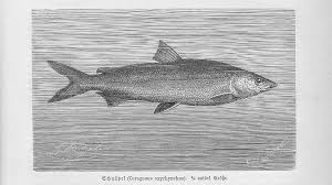 Image result for Coregonus oxyrinchus