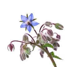 Attēlu rezultāti vaicājumam “Borago officinalis bud”