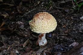 Attēlu rezultāti vaicājumam “Amaurochaete fusiformis”