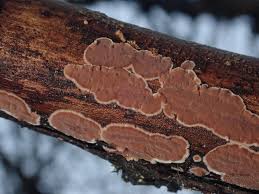 Attēlu rezultāti vaicājumam “Cylindrobasidium evolvens”