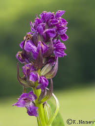 Attēlu rezultāti vaicājumam “Dactylorhiza russowii leaf”