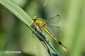 Attēlu rezultāti vaicājumam “Gomphus flavipes”