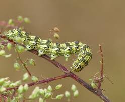 Attēlu rezultāti vaicājumam “Protoschinia scutosa”