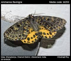 Attēlu rezultāti vaicājumam “Arichanna melanaria”