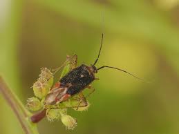 Attēlu rezultāti vaicājumam “Stenotus binotatus male”
