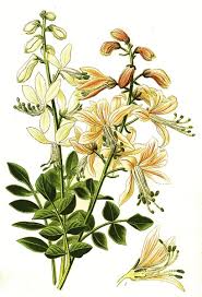 Image result for Diptam