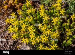 Attēlu rezultāti vaicājumam “Sedum acre bud”
