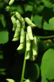 Attēlu rezultāti vaicājumam “Vicia pisiformis”