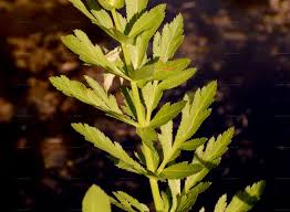 Attēlu rezultāti vaicājumam “Sium latifolium fruit”