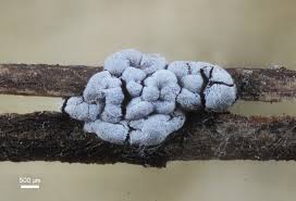 Attēlu rezultāti vaicājumam “Didymium nigripes stalked”