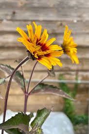 Image result for Heliopsis scabra