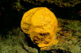 Attēlu rezultāti vaicājumam “Fuligo luteonitens”