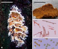 Attēlu rezultāti vaicājumam “Didymium serpula”